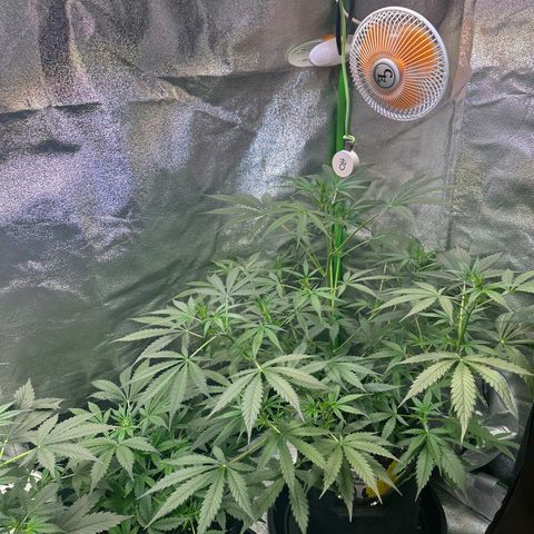 Watermelon Zkittlez Auto growlog timeline photo