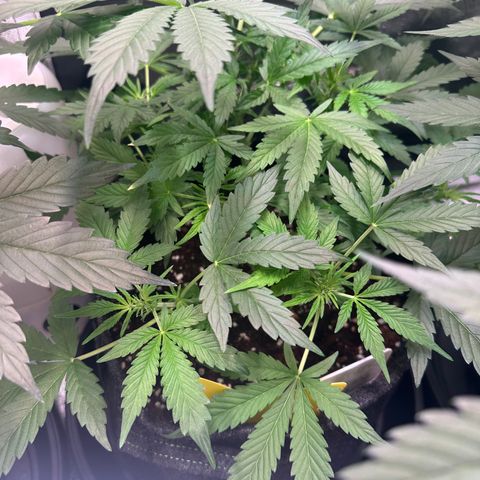 Auto Orange Bud growlog timeline photo
