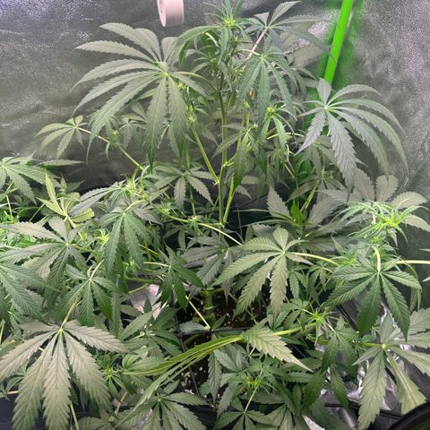 Watermelon Zkittlez Auto growlog timeline photo