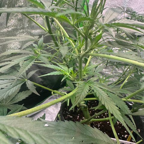 Watermelon Zkittlez Auto growlog timeline photo