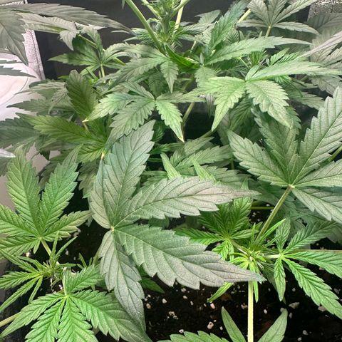 Auto Orange Bud growlog timeline photo
