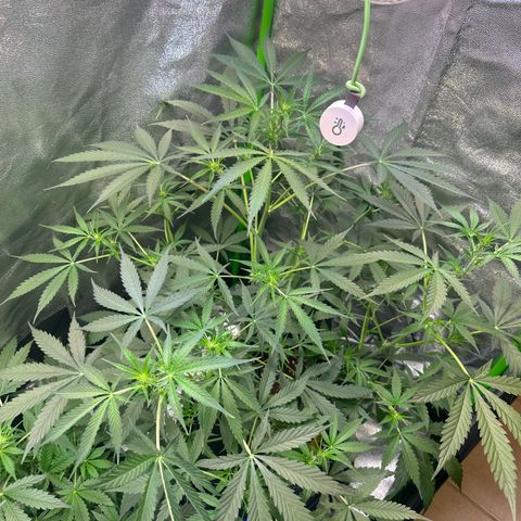 Watermelon Zkittlez Auto growlog timeline photo