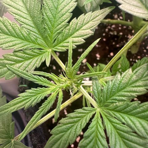 Auto Orange Bud growlog timeline photo