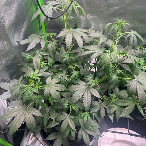 Lemon Haze Auto growlog timeline photo
