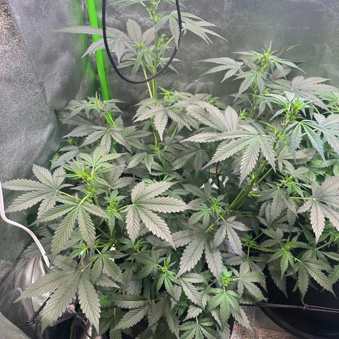 Lemon Haze Auto growlog timeline photo