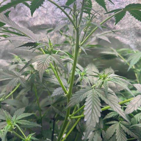 Lemon Haze Auto growlog timeline photo