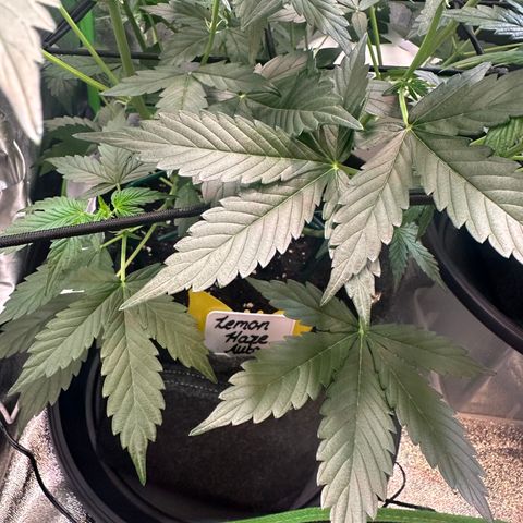 Lemon Haze Auto growlog timeline photo