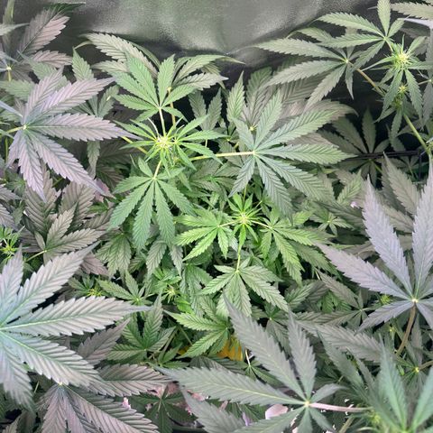 Auto Orange Bud growlog timeline photo