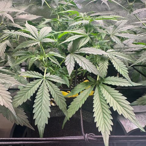 Auto Orange Bud growlog timeline photo