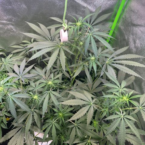 Watermelon Zkittlez Auto growlog timeline photo
