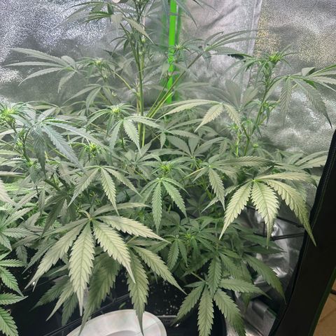 Watermelon Zkittlez Auto growlog timeline photo