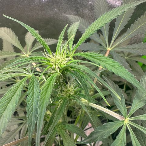 Watermelon Zkittlez Auto growlog timeline photo