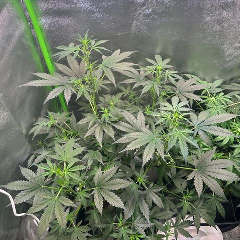 Lemon Haze Auto growlog timeline photo
