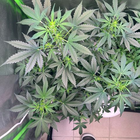 Lemon Haze Auto growlog timeline photo