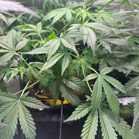 Auto Orange Bud growlog timeline photo