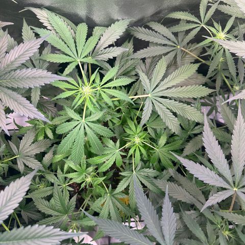 Auto Orange Bud growlog timeline photo
