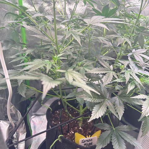 Lemon Haze Auto growlog timeline photo