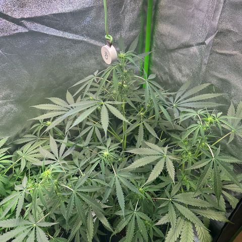Watermelon Zkittlez Auto growlog timeline photo