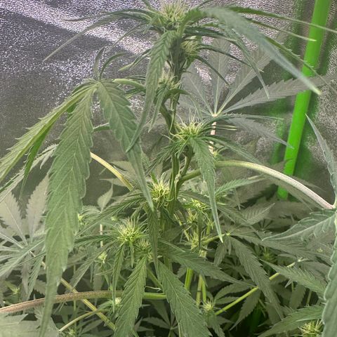 Watermelon Zkittlez Auto growlog timeline photo