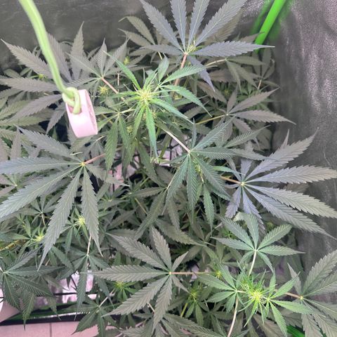 Watermelon Zkittlez Auto growlog timeline photo