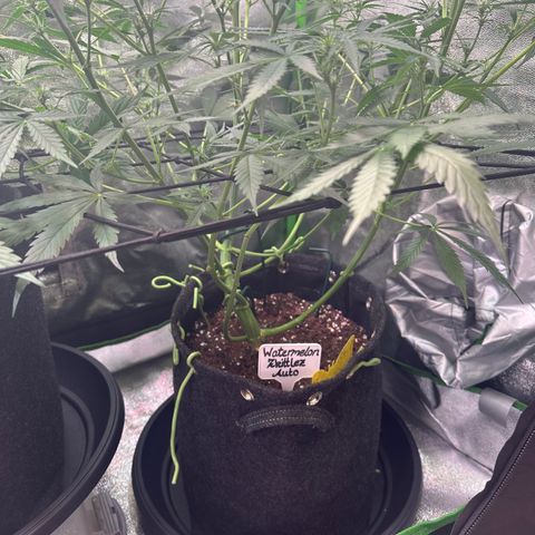 Watermelon Zkittlez Auto growlog timeline photo