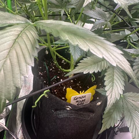 Lemon Haze Auto growlog timeline photo