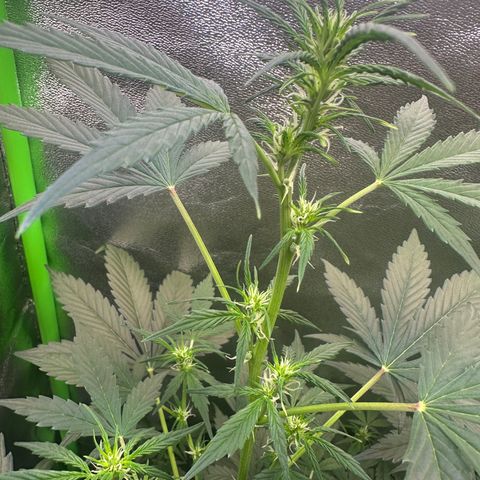 Lemon Haze Auto growlog timeline photo