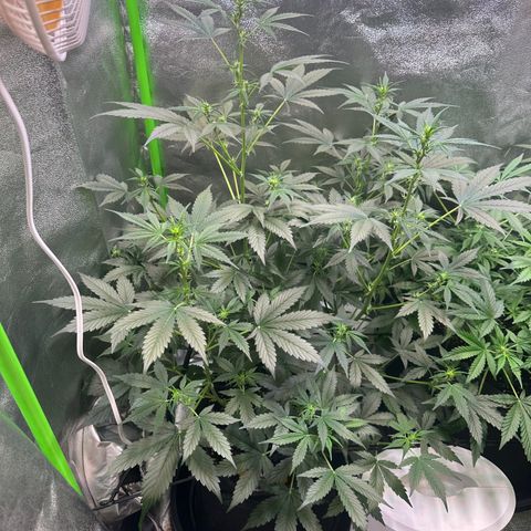 Lemon Haze Auto growlog timeline photo