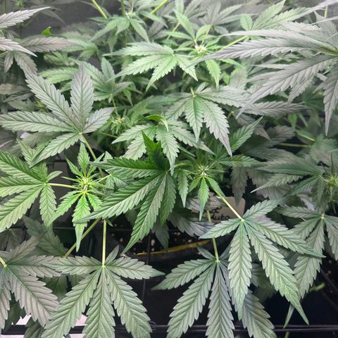 Auto Orange Bud growlog timeline photo