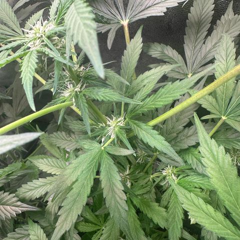 Auto Orange Bud growlog timeline photo