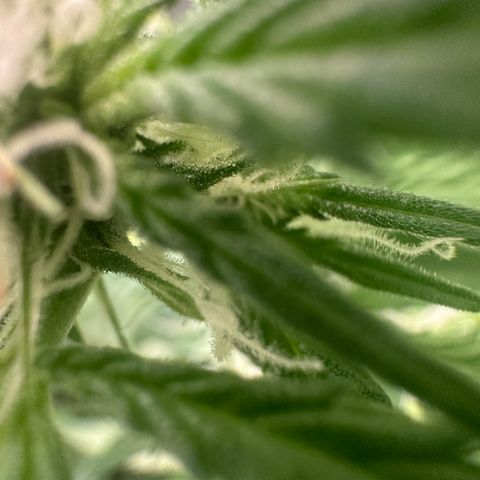 Auto Orange Bud growlog timeline photo
