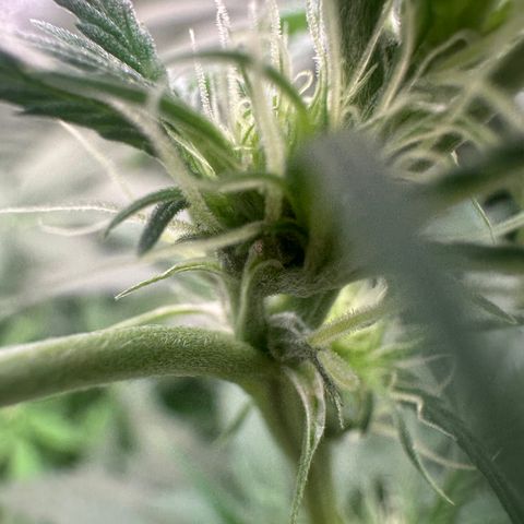 Watermelon Zkittlez Auto growlog timeline photo
