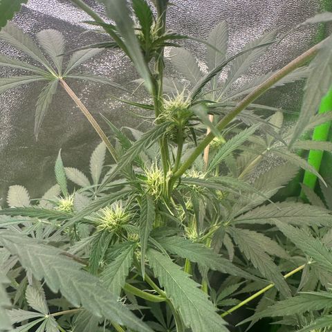 Watermelon Zkittlez Auto growlog timeline photo