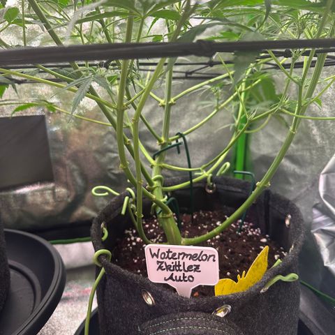 Watermelon Zkittlez Auto growlog timeline photo