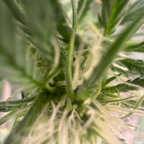 Watermelon Zkittlez Auto growlog timeline photo
