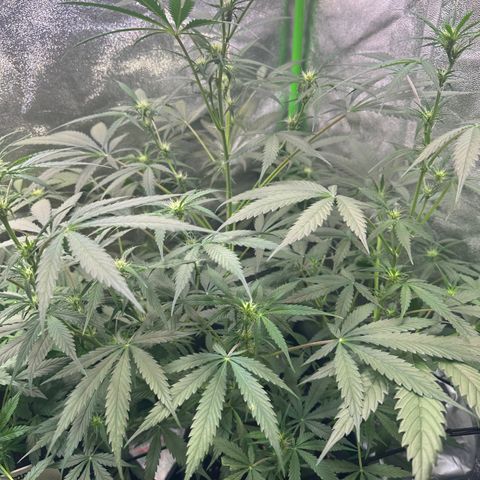 Watermelon Zkittlez Auto growlog timeline photo