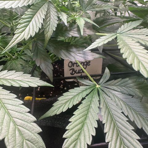 Auto Orange Bud growlog timeline photo