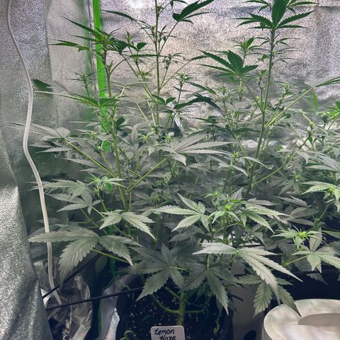 Lemon Haze Auto growlog timeline photo