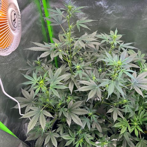 Lemon Haze Auto growlog timeline photo