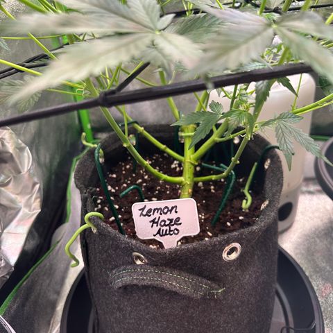 Lemon Haze Auto growlog timeline photo