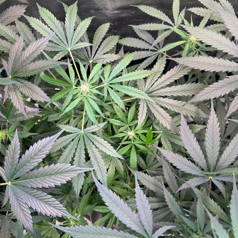 Auto Orange Bud growlog timeline photo