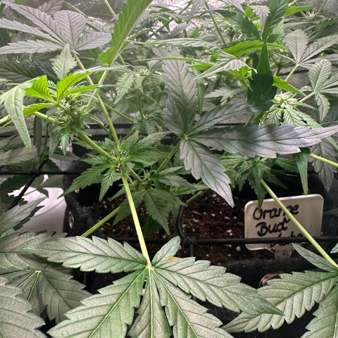 Auto Orange Bud growlog timeline photo