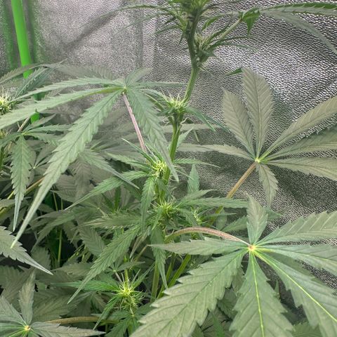 Watermelon Zkittlez Auto growlog timeline photo