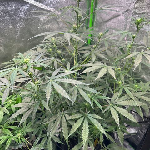 Watermelon Zkittlez Auto growlog timeline photo