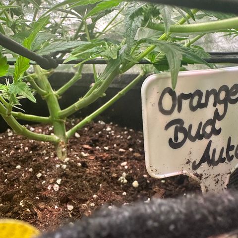 Auto Orange Bud growlog timeline photo