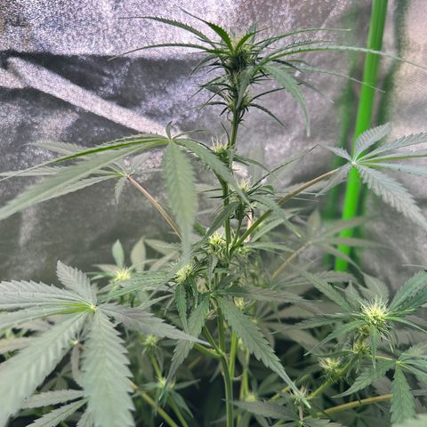 Watermelon Zkittlez Auto growlog timeline photo