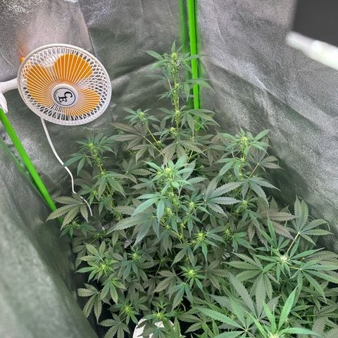 Lemon Haze Auto growlog timeline photo