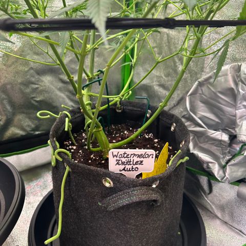 Watermelon Zkittlez Auto growlog timeline photo