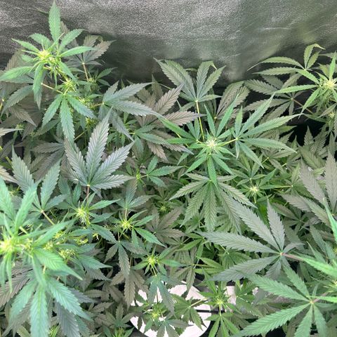 Auto Orange Bud growlog timeline photo