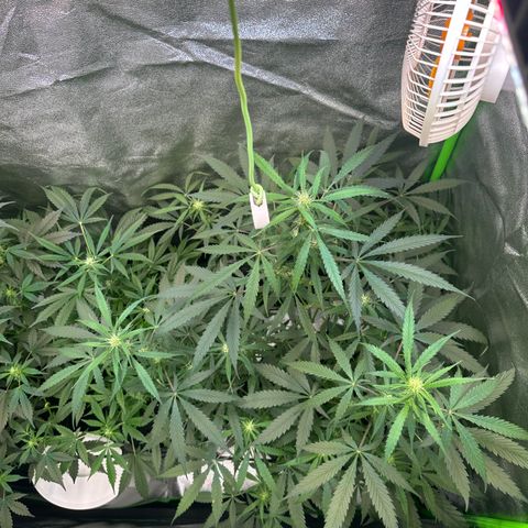 Watermelon Zkittlez Auto growlog timeline photo